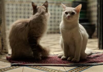 8db6ae69281a0687d81bf839fd4050ea-82491208