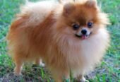 Brown Pomeranian Example