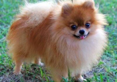 Brown-Pomeranian