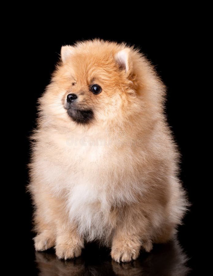 Brown Pomeranian Example